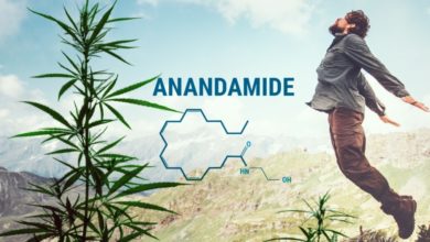 Photo of Anandamide and Its Effect on Our Body