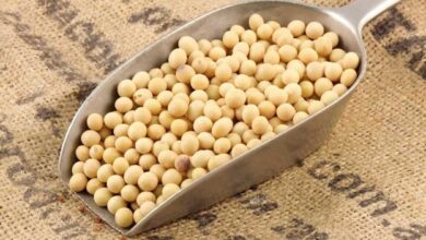 Photo of Why soybean nutrition is beneficial for humans?