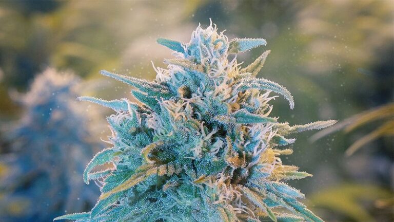 Blue Dream Strain: A Potent Hybrid And Popular Medical Cannabis