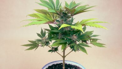 Photo of What Are The Best Marijuana Seeds To Grow Indoors?