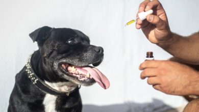 Photo of Explore the important things about first-class cannabis oil for dogs